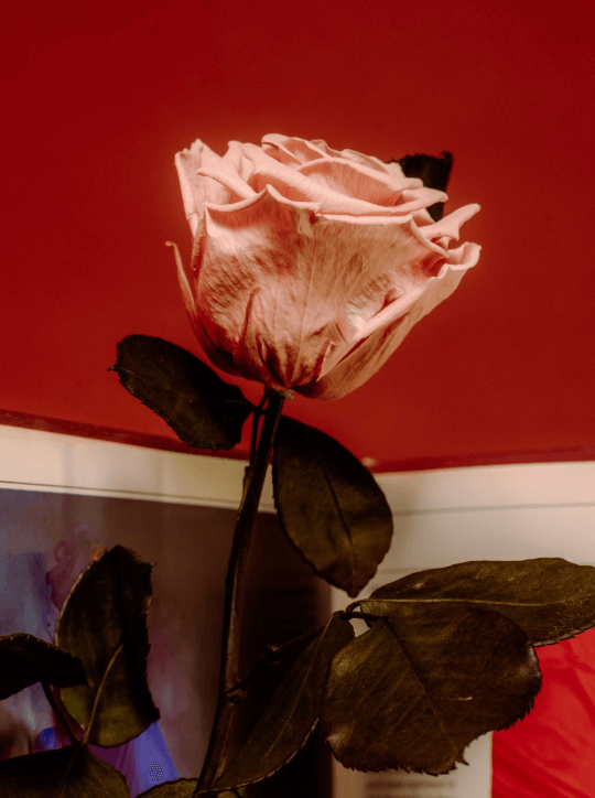 Kanizsa Florals preserved rose close-up